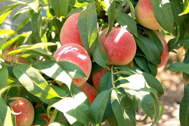 水蜜桃.jpg 水蜜桃.jpg